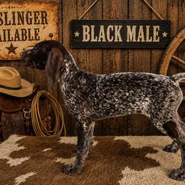 Black Male aka DJango - Liver roan male German Shorthaired Pointer puppy in Cabot, Arkansas from Cedar Hills GSP Kennels