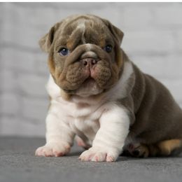 Johnny Cash - Bulldog puppy in Maryland from Bougie Bullies & Birds LLC