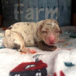 Wrangler - Red merle male Australian Shepherd puppy in Boise, Idaho from Black Canyon Corral Aussies