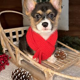 American Corgi and Pembroke Welsh Corgi Puppies from High Cotton Corgis