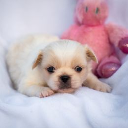 Girl 1 - Cream female Pekingese puppy in Apex, North Carolina from Happy puppies