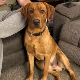 Dart - Labrador Retriever