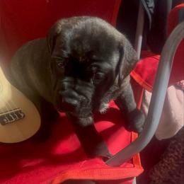 Bandit - Black brindle male Cane Corso puppy in Centerville, Georgia from Kane Corso Kennels