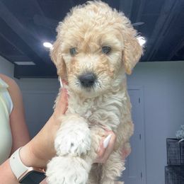 Pearl - Cream female Goldendoodle puppy in St. Louis, Illinois from Ashly Miller