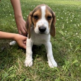 Elm - Black tan and white male Beagle puppy in St. Cloud, Minnesota from Beagle Blessings