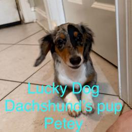 Petey - Dapple male Dachshund puppy in Bryceville, Florida from Lucky Dog Dachshunds