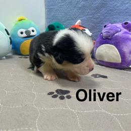 Oliver - Black and tan male Pembroke Welsh Corgi puppy in Apison, Tennessee from Ashmore Corgis