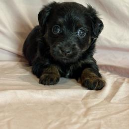 Sonnet - Black and tan female Corgipoo puppy in Longmont, Colorado from Colorado Miniature Bernedoodle Puppies