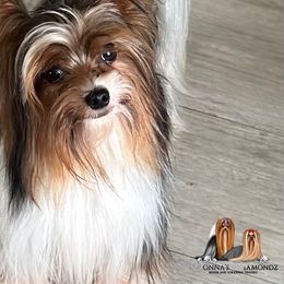 Harry - Biewer Terrier