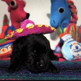 Blue Collar - Black Labrador Retriever puppy in Somerset, California from Cantina Labs and Cavs