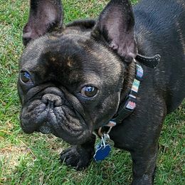 French Bulldogs from Millander Bullies  French Bulldogs