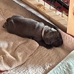Girl 1 - Gray Cane Corso puppy in North Tazewell, Virginia from Banner’s Legacy Cane Corso