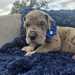 Frannie - Merle female Great Dane puppy in Granby, Missouri from HCR Great Danes