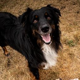 Australian Shepherds from Newly Minted Aussies