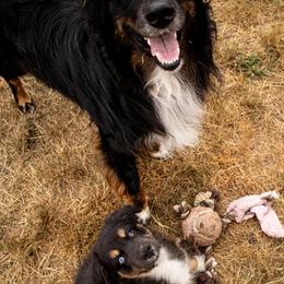 Australian Shepherds from Newly Minted Aussies