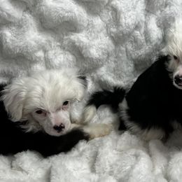 Chinese Crested Puppies from JJ’s Pawz and Clawz