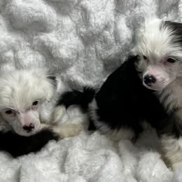 Chinese Crested Puppies from JJ’s Pawz and Clawz
