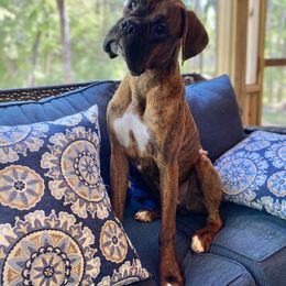 Boxer Puppies from Mount Juliet Boxers of Nabors