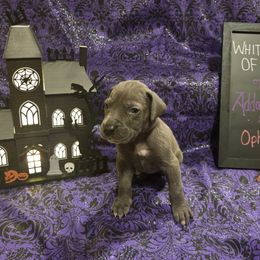 Great Dane Puppies from White House of Danes