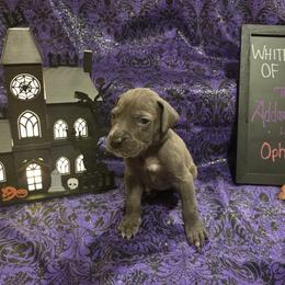 Great Dane Puppies from White House of Danes