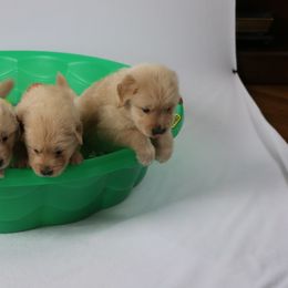 Golden Retriever Puppies from Pebble Creek Golden Retrievers