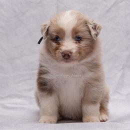 Ernie - Black Collar - Red merle male Miniature Australian Shepherd puppy in Lacombe, Louisiana from Indigo River Aussies