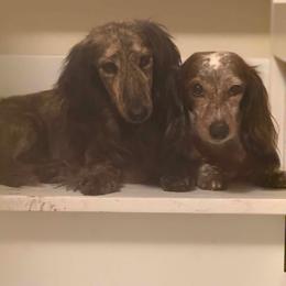 Dachshund puppies from Hursh’s Hounds