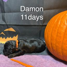 Damon - Black and tan male Lowchen puppy in Grand Rapids, Michigan from Lionkru Lowchen and Standard Poodles