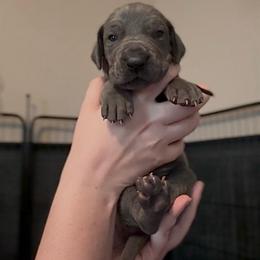 Journey - Blue female Great Dane puppy in Edwardsville, Illinois from Giants and Munchkins