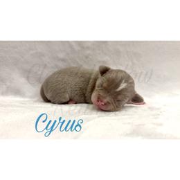Cyrus - Blue and white male Chihuahua puppy in Patchogue, New York from Cloudshadow Kennels