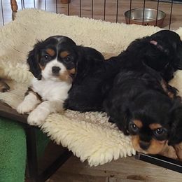 Cavalier King Charles Spaniel Puppies from God's Designs Cavaliers