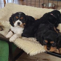 Cavalier King Charles Spaniel Puppies from God's Designs Cavaliers