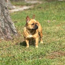 Bobi - French Bulldog