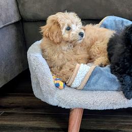 Cavalier King Charles Spaniels, Cavapoos, Companion Crosses, and Pomeranians from MirVit Happy Tails Puppies