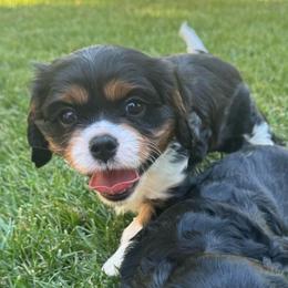 Cash - Tri-color male Cavalier King Charles Spaniel puppy in Wilton, California from Becky's Cavalier King Charles Spaniels