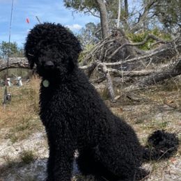 Minnie  - Labradoodle