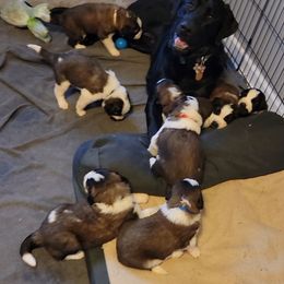 Saint Bernard Puppies from Middle Georgia Saints