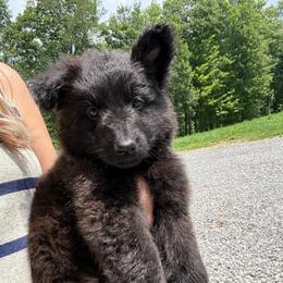 Pink AKA Stormi - Black female German Shepherd puppy in Terra Alta, West Virginia from Shepherd Country Farm and Kennels