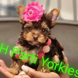 Yorkshire Terrier Puppies from 3Hpartiyorkies