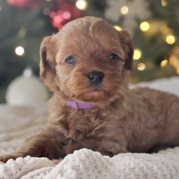 Cheer - Apricot female Cavapoo puppy in Lewisburg, Pennsylvania from Cinda's Cavapoos
