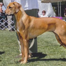 Rhodesian Ridgebacks from Orangewood RR