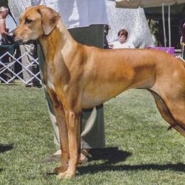 Rhodesian Ridgebacks from Orangewood RR