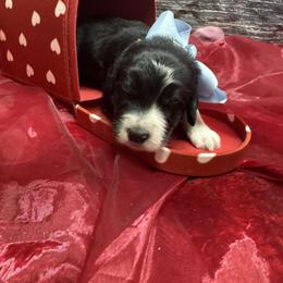 Bernedoodle, Poodle, and Sheepadoodle Puppies from TLC by the Lake Standard Poodle and Doodles