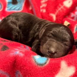 Grey - Black male Goldendoodle puppy in Van Buren, Missouri from Jami’s Goldendoodles & Poodles