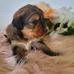 Bernedoodle Puppies from Refined Doodles