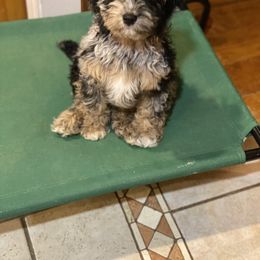 Aussiedoodle and Cockapoo Puppies from Dare to Doodle