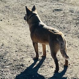 Australian Cattle Dog and French Bulldog Puppies from Sugarloaf French bulldogs and Australian cattle dogs