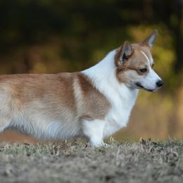 Fiddle - Pembroke Welsh Corgi