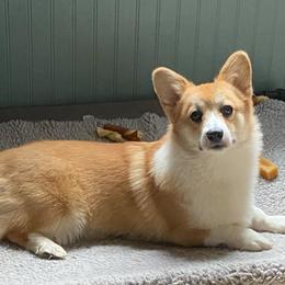 Alice - Pembroke Welsh Corgi