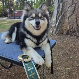 Cricket - Finnish Lapphund